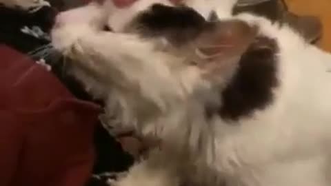😮✨ See What a 29-Year-Old Cat Looks Like! | FeedMyCuriosity