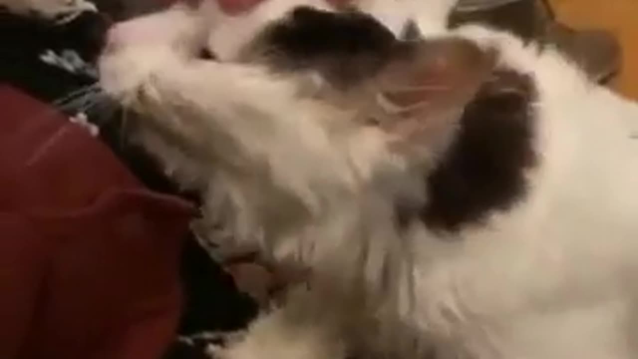 😮✨ See What a 29-Year-Old Cat Looks Like! | FeedMyCuriosity