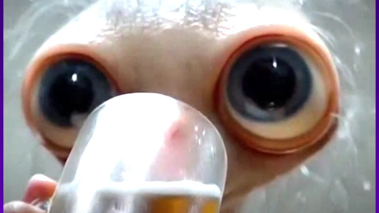 What did the ostrich do?