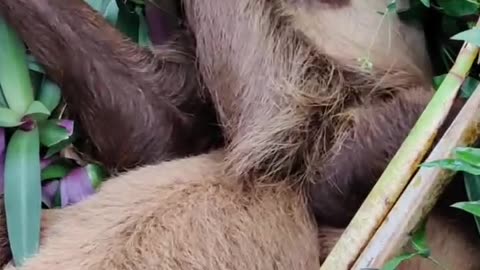 Sleeping beauties, sloths!
