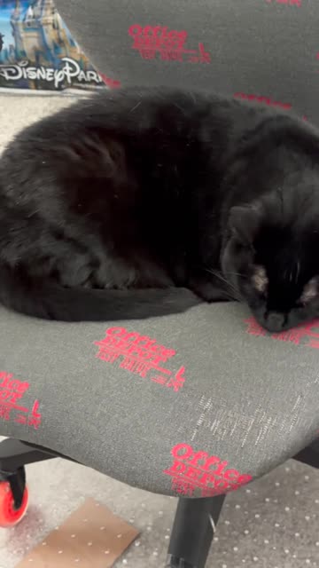 Cute Precious Piper Wants a Croissant for Lunch - My Adopted Shelter Cat Vlog. #shorts