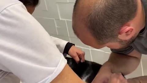 gato tomando vacina.mp4