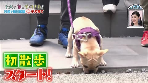 子犬が家にやってきた！９