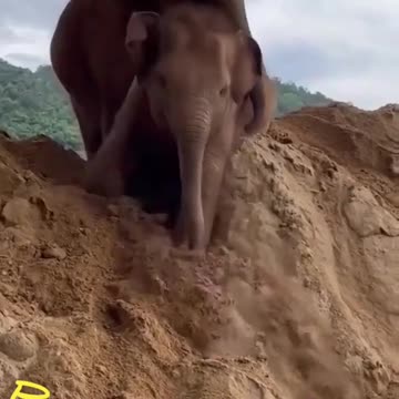 😇🥰baby elephant 🤣😂fun😄😃 with friends video in🤪🤪 india 🥰🥰😋😝
