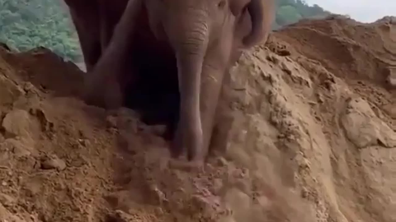 😇🥰baby elephant 🤣😂fun😄😃 with friends video in🤪🤪 india 🥰🥰😋😝