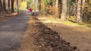 Crean un paso especial para erizos en una ciudad rusa