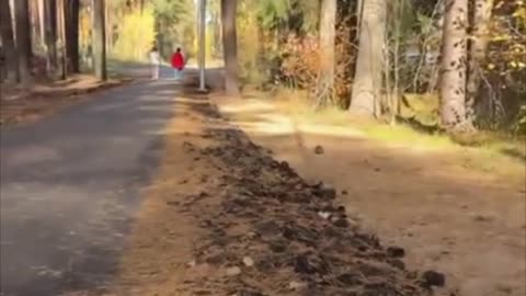 Crean un paso especial para erizos en una ciudad rusa