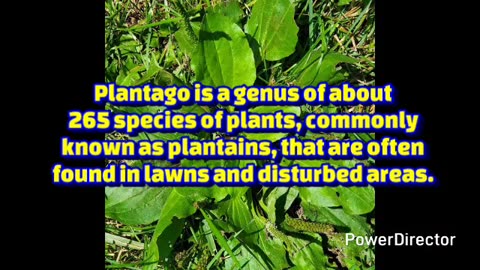 plantain plant