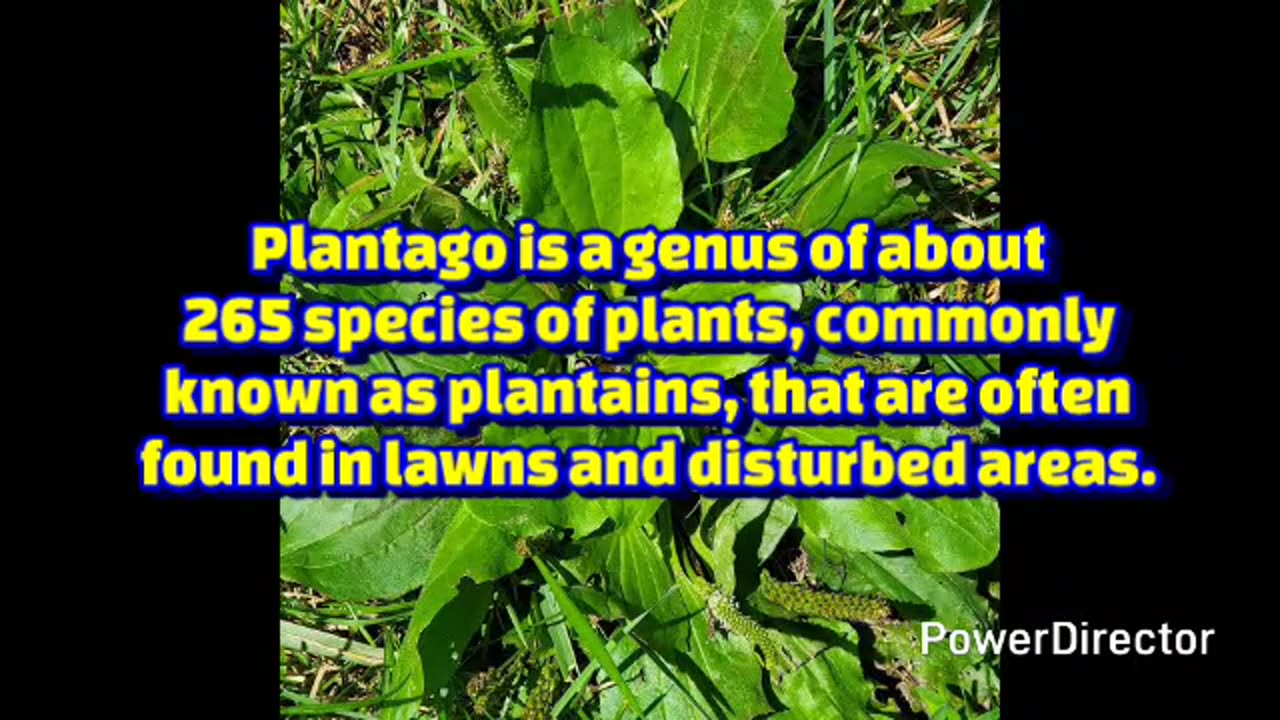 plantain plant