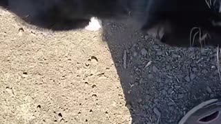 How do you know that it is a cat?
