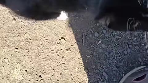 How do you know that it is a cat?