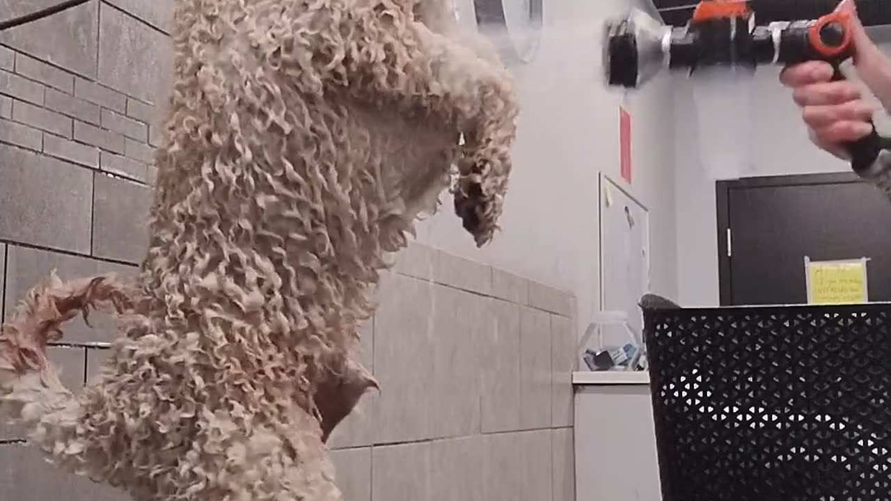 😂🐶 Jetty's Hilarious Antics! Jetty is SUCH a Wacko! | FunFM