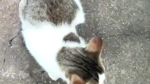 Cat mother walks over to kitten eating🐈🐈 #Diana-videos #cat #cute