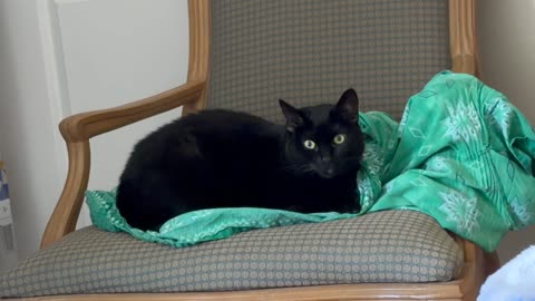 Cute Precious Piper is Giving Audience to Her Subjects - My Adopted Shelter Cat Vlog