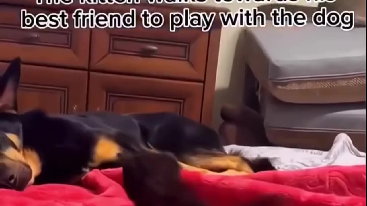 funny cute video