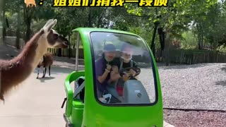 动物园：这门票没让您白买吧？#搞笑 #动物园 #动物的迷惑行为 #动物成精 #专治不开心