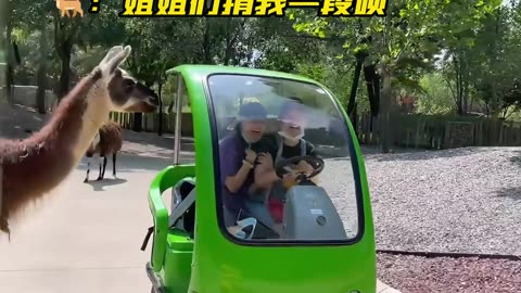动物园：这门票没让您白买吧？#搞笑 #动物园 #动物的迷惑行为 #动物成精 #专治不开心