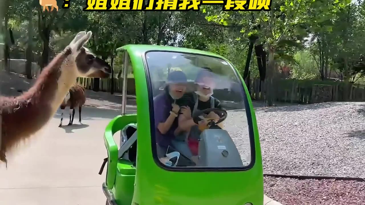 动物园:这门票没让您白买吧?#搞笑 #动物园 #动物的迷惑行为 #动物成精 #专治不开心