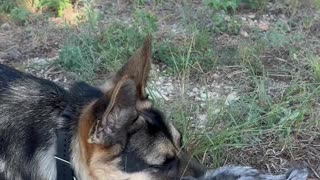 Chick and German Shepherd become besties