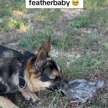 Chick and German Shepherd become besties
