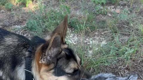 Chick and German Shepherd become besties
