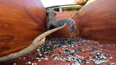 Crittercam - I'm no jumping expert but that was pretty sloppy.