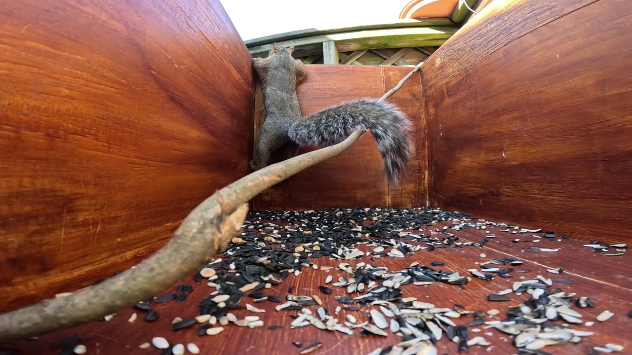Crittercam - I'm no jumping expert but that was pretty sloppy.