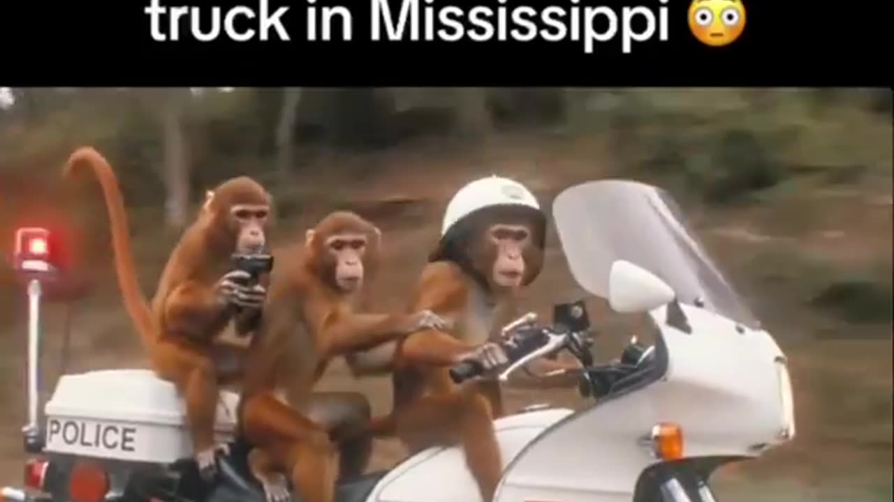 Lab Monkeys Escaped!!!