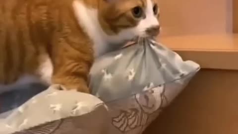 Pawsome Cat Moments You’ll Love Watching