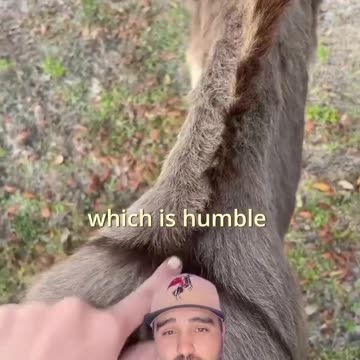 HAVE YOU EVER NOTICED GOD PUT HIS MARK ON A DONKEY ?