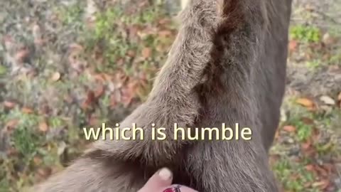 HAVE YOU EVER NOTICED GOD PUT HIS MARK ON A DONKEY ?