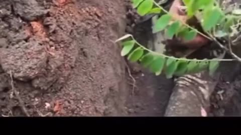 💥⚔️ Ukraine Russia War | Ukrainian Trench Collapse After Russian Strike | RCF