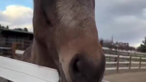 Loves Airplane Treats