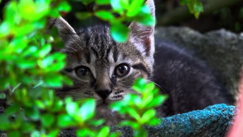 The Secret Beauty of Earth - 4K HDR Ultra HD