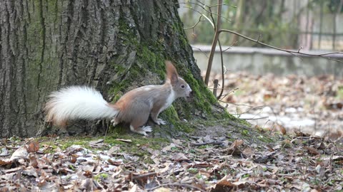 Squirrel With A White Tail In A Polish Urban Park