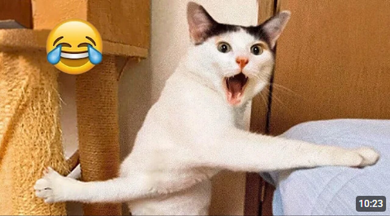 Hilarious CATS 🐱 and DOGS 🐶 Funny Animal Videos 2025 🤣 Try Not To Laugh😜