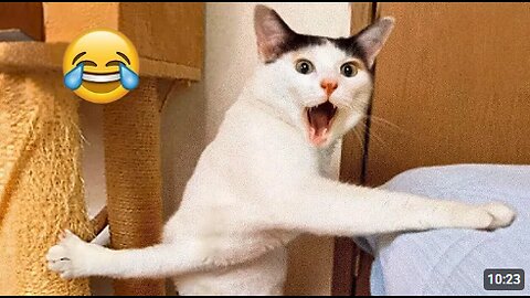 Hilarious CATS 🐱 and DOGS 🐶 Funny Animal Videos 2025 🤣 Try Not To Laugh😜