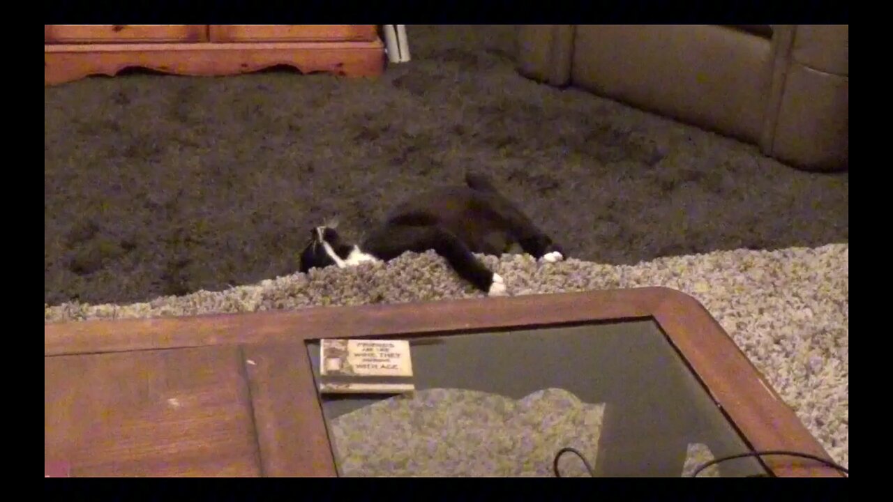 Milkshake vs rug