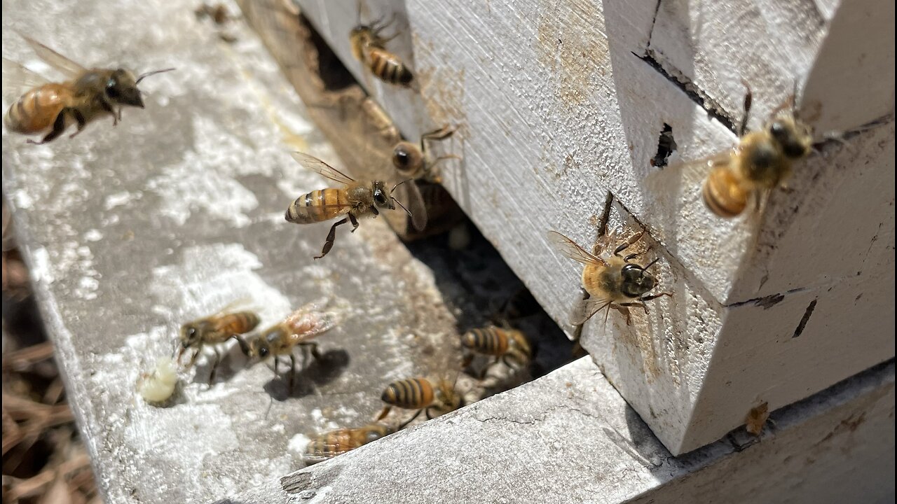 Seetting up another hive