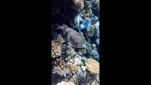 Pufferfish🐡Pufferfish 🐡 Coral reef in the Red Sea, Egypt.