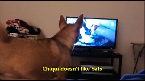 Chiqui doesn't like bats. Dog Reacts to Bats on TV. Chiqui’s Funny Surprise Moment