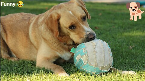 Dog and ball 🏀