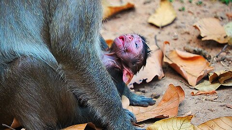 Baby Monkey JETT Looks Feeling Not WELL