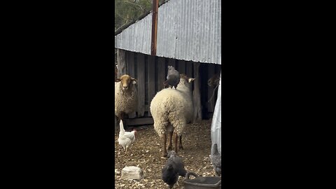 Chicken Pick’n and Livestock Guard Dogs