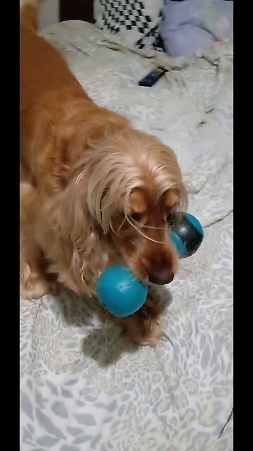 Dog Animals cute pet dog show