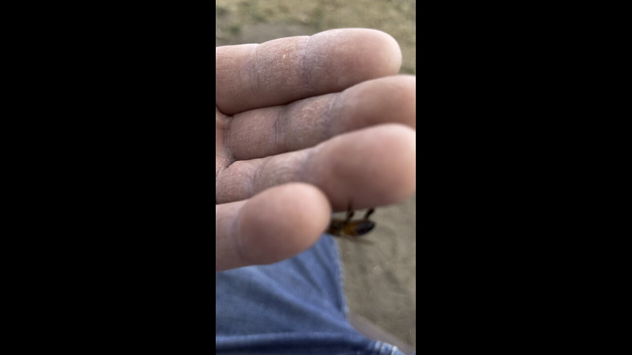🐝