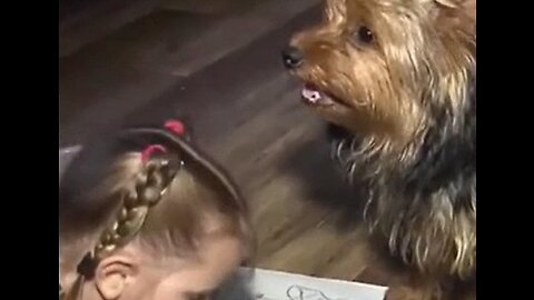 Yorkie Keeps 3-Year-Old Safe After Getting Lost in Cornfield Overnight