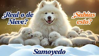 “¿Por qué este perro siempre sonríe? 🐶❄️ (Samoyedo)”