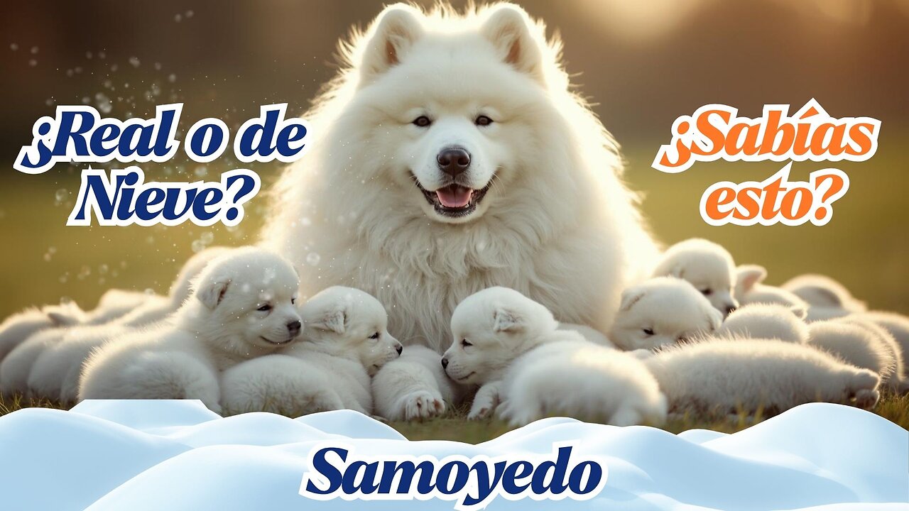“¿Por qué este perro siempre sonríe? 🐶❄️ (Samoyedo)”