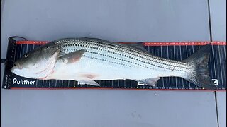 Southern California Surf Fishing Report 11 7 2025